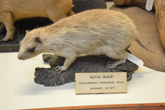 Bahamian Hutia photo 4
