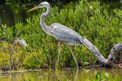 Ardea herodias occidentalis × wardi