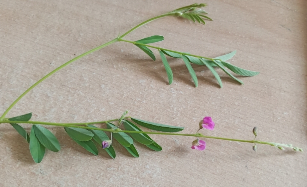 Purple Hoarypea from VVX7+3MV, Mahalapye, Botswana on February 3, 2024 ...