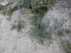 Eschscholzia minutiflora