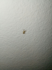 Nigma puella
