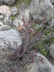 Hoffmannseggia microphylla