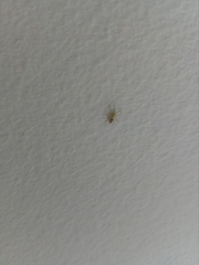 Nigma puella