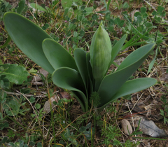 Pancratium illyricum