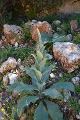 Verbascum macrurum