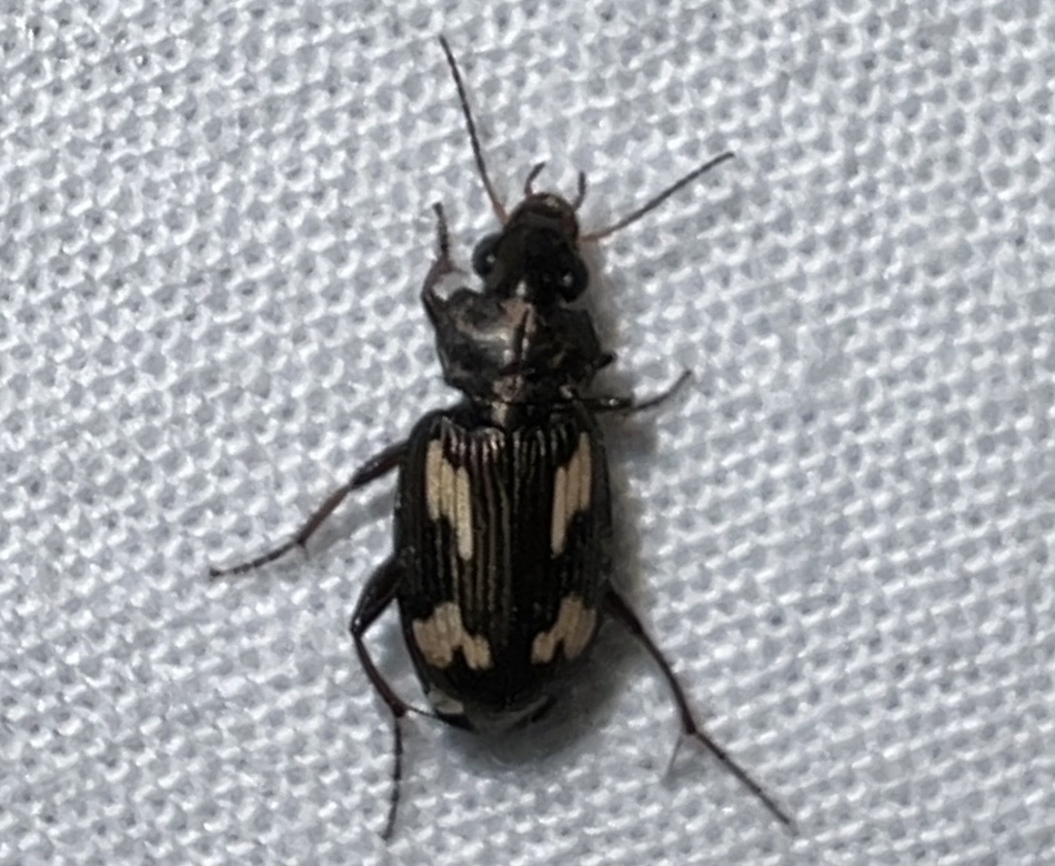 Tetragonoderus quadrimaculatus