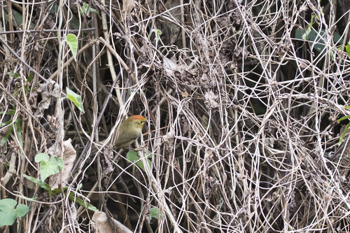 Rufous-capped Babbler (Cyanoderma ruficeps), photo 7