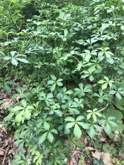 Eleutherococcus sieboldianus