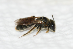 Panurginus polytrichus