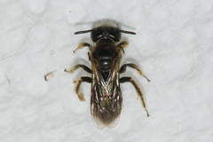 Panurginus polytrichus