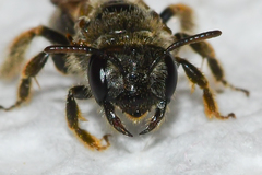 Panurginus polytrichus