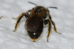 Panurginus polytrichus