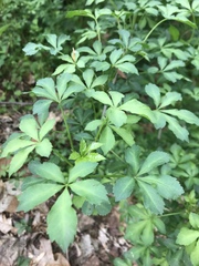 Eleutherococcus sieboldianus