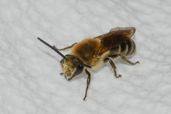 Colletes thoracicus