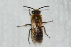 Colletes thoracicus
