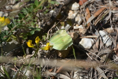 Gonepteryx cleopatra