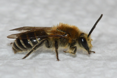 Colletes thoracicus