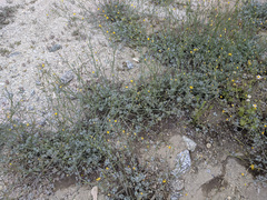 Eschscholzia minutiflora