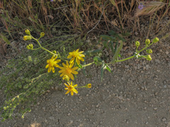 Senecio lemmonii