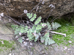 Myriopteris parryi