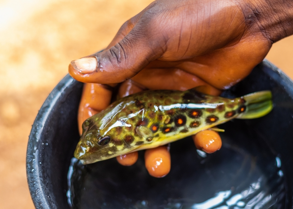 Cross River puffer (Tetraodon pustulatus) — Tetraodontidae