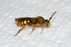 Nomada imbricata