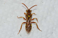 Nomada imbricata