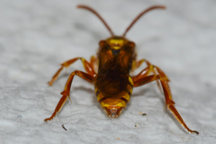 Nomada imbricata