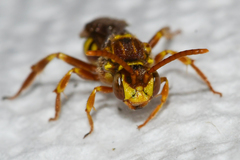 Nomada imbricata