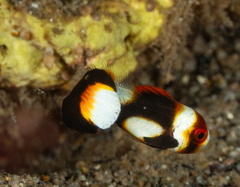 Indian Ocean Oriental Sweetlips photo 3