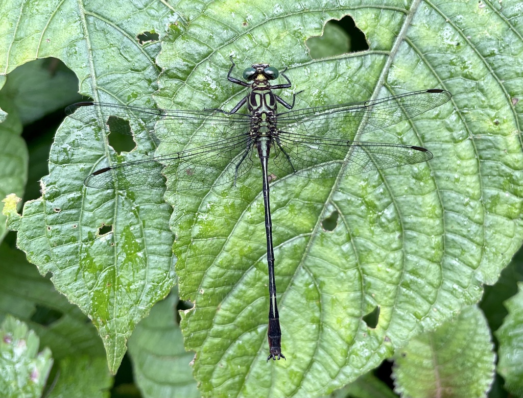 Albertine Longlegs