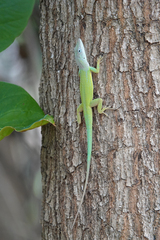 Hispaniolan Green Anole photo 5
