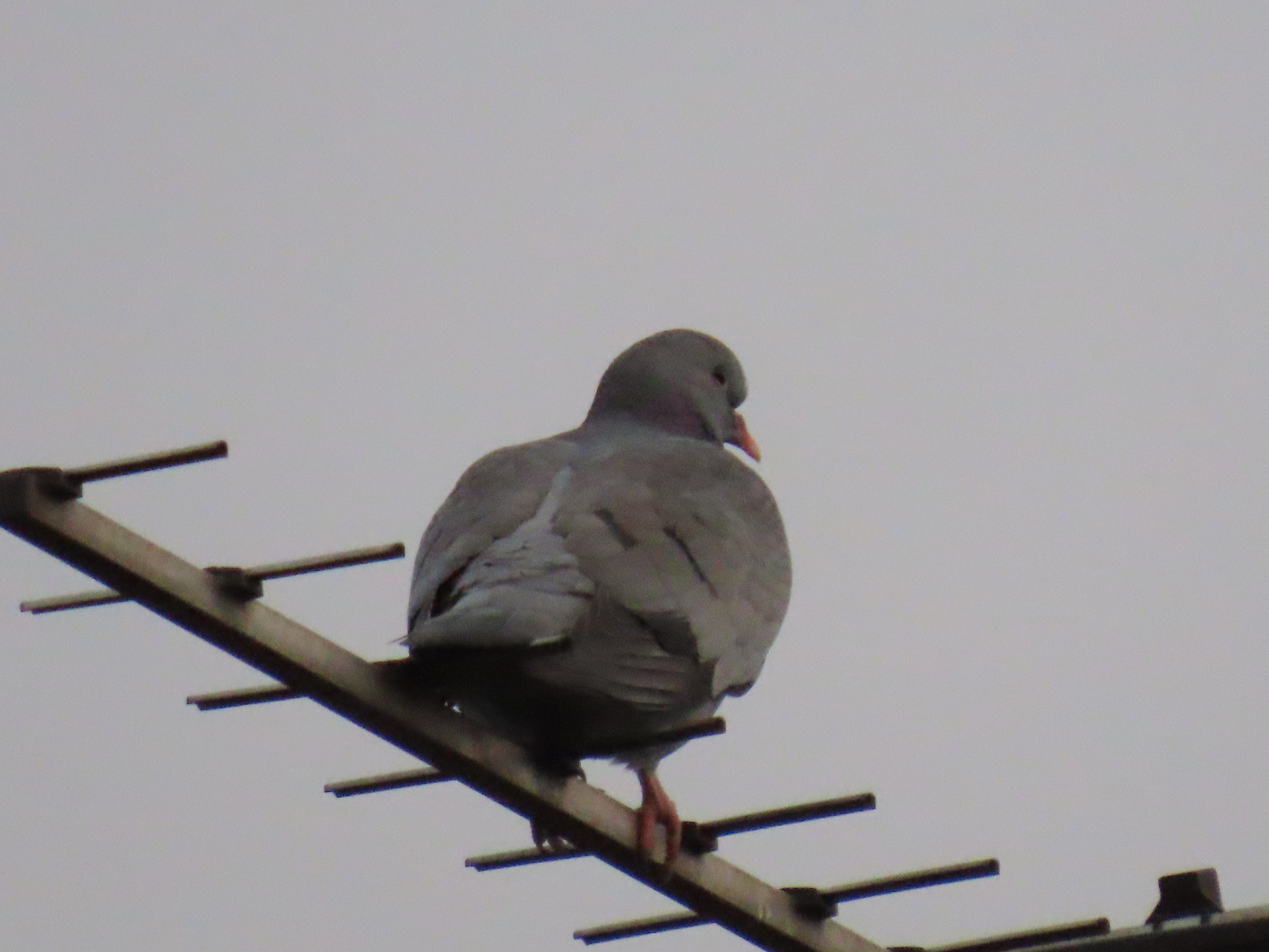 Stock Dove