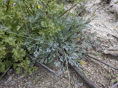 Eschscholzia minutiflora