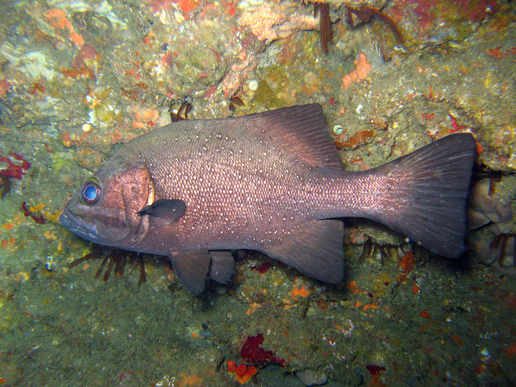 Cavebass (Dinoperca petersi) — Dinopercidae