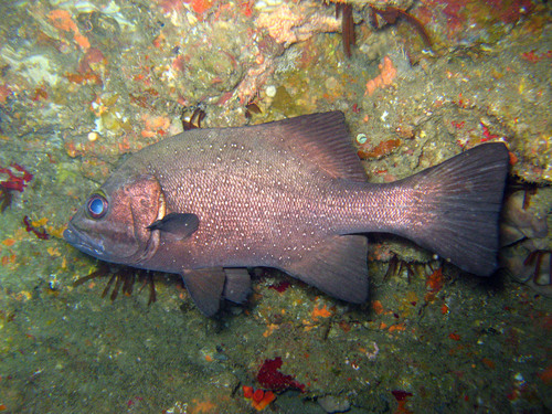Cavebass (Dinoperca petersi) — Dinopercidae