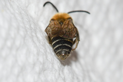 Colletes thoracicus