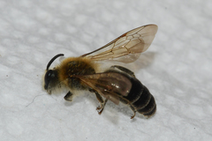 Colletes thoracicus