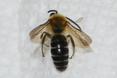 Colletes thoracicus