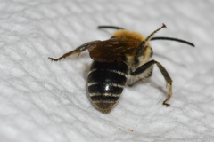 Colletes thoracicus