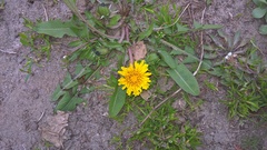 Taraxacum officinale