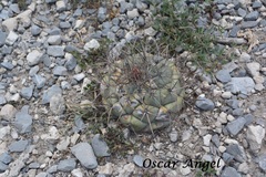 Coryphantha poselgeriana