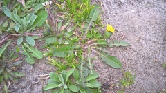 Taraxacum officinale