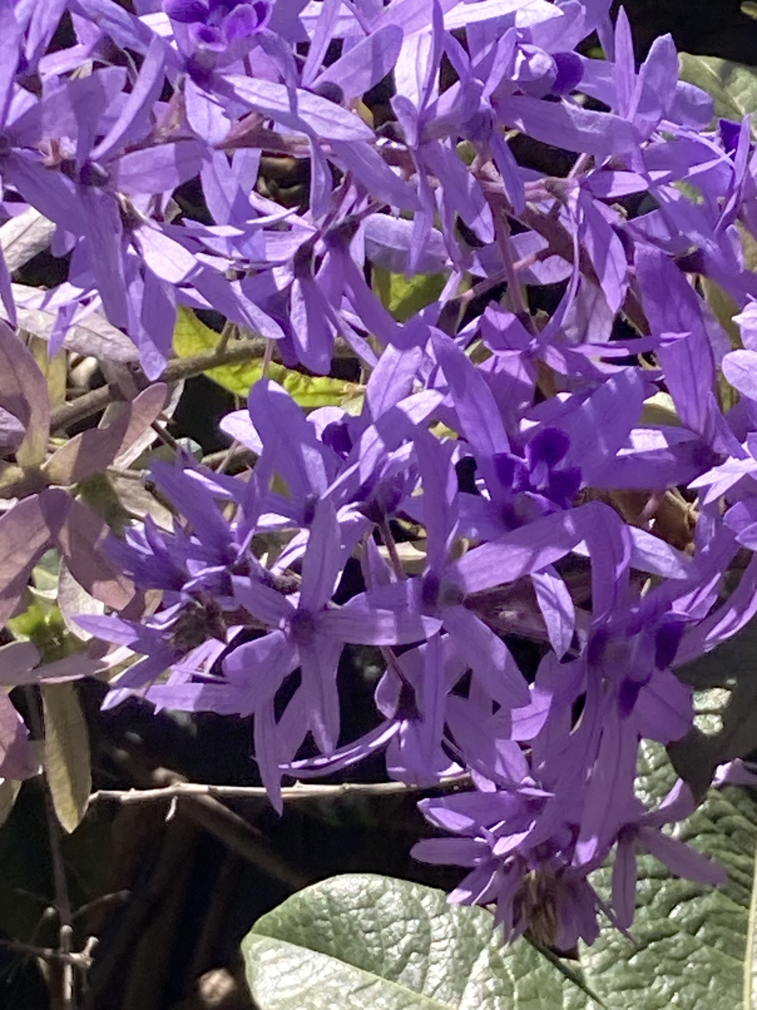 Imagem de Primavera
