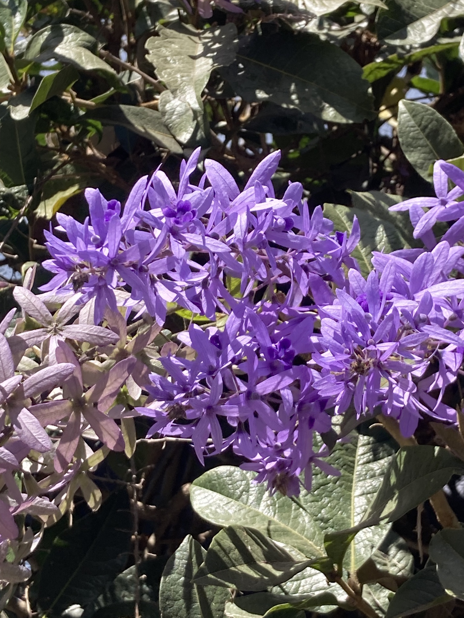 Imagem de Primavera