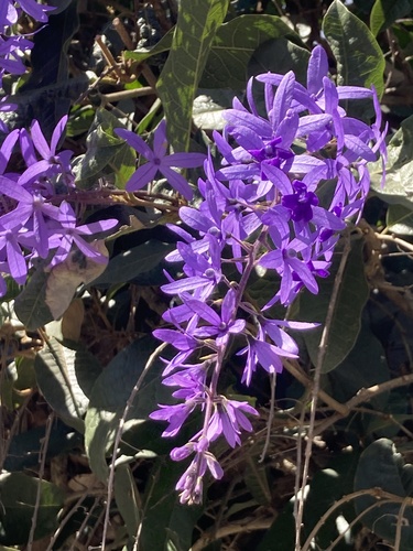 Foto de Primavera