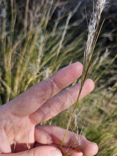 Image of Jarava plumosa by (c) Marc Riera, some rights reserved (CC BY)