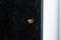 Cryptachaea meraukensis