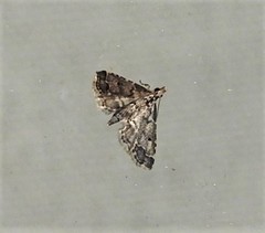 Sufetula hemiophthalma