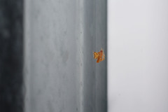 Cryptachaea meraukensis